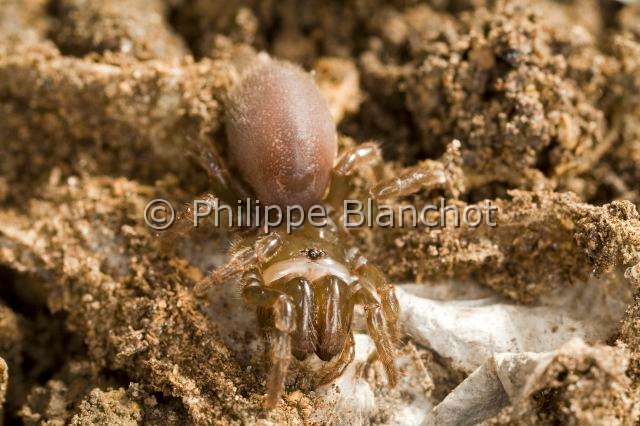 Atypidae_4281.JPG - France, Araneae, Mygalomorphae, Atypidae, Mygale à chaussette (Atypus affinis), Purse-Web Spider